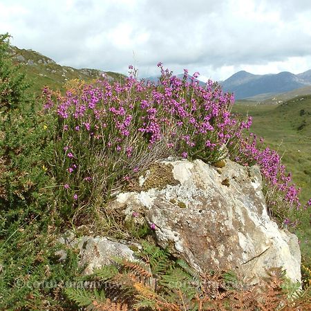 Errismore House Clifden Eksteriør billede