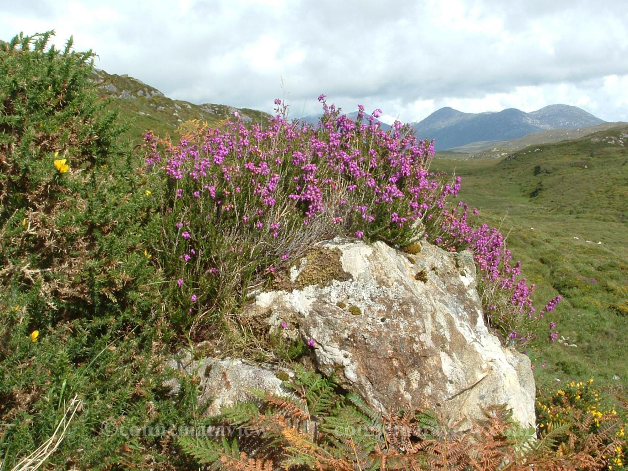 Errismore House Clifden Eksteriør billede